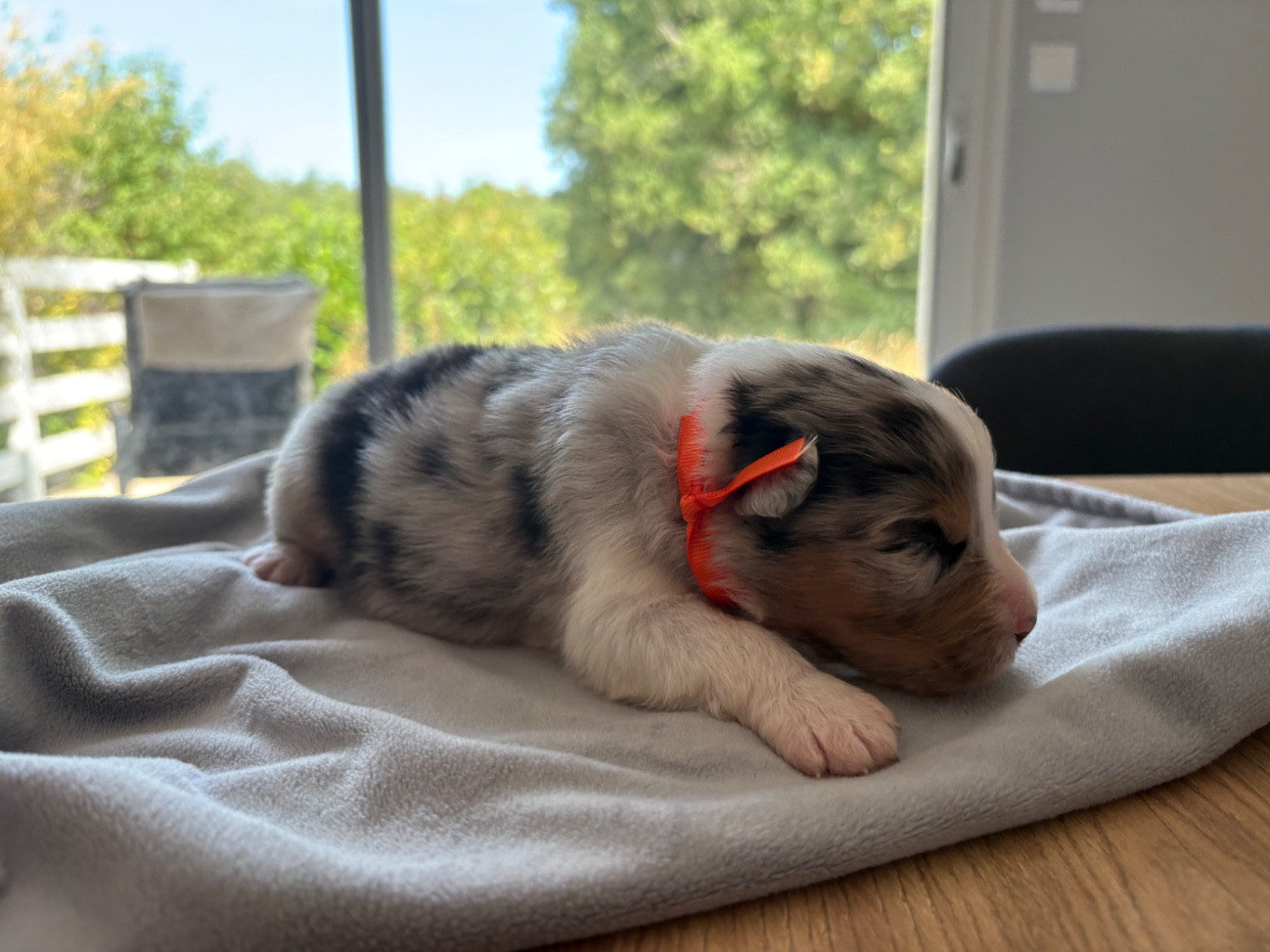 Domaine De Maracuja - Chiots disponibles - Berger Australien