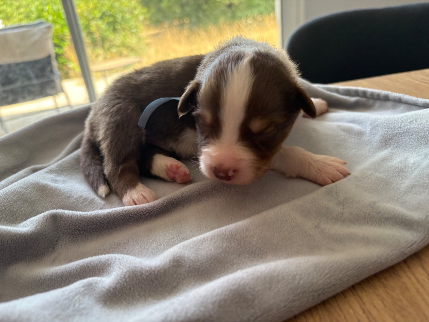 Domaine De Maracuja - Chiots disponibles - Berger Australien