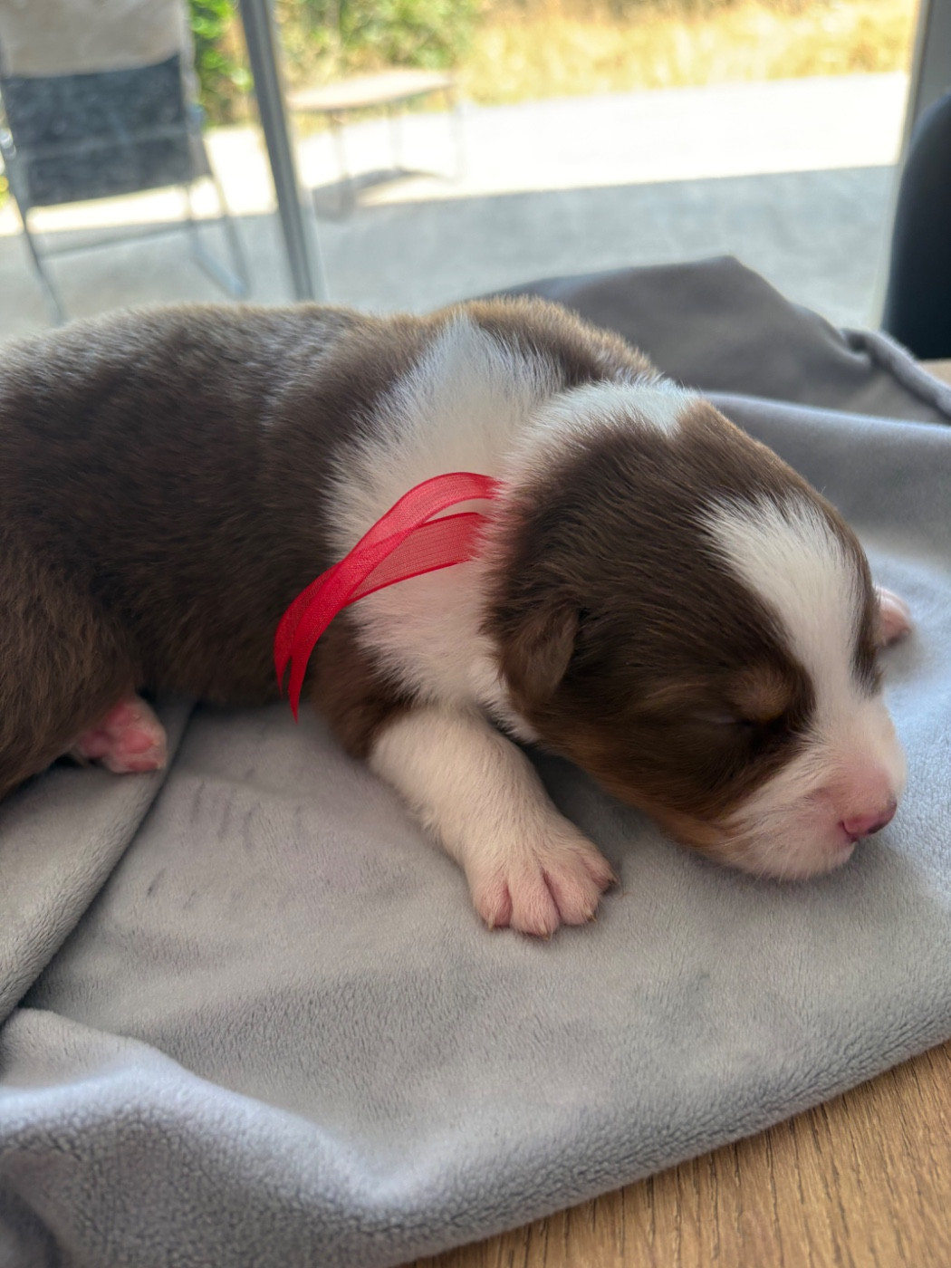 Domaine De Maracuja - Chiots disponibles - Berger Australien