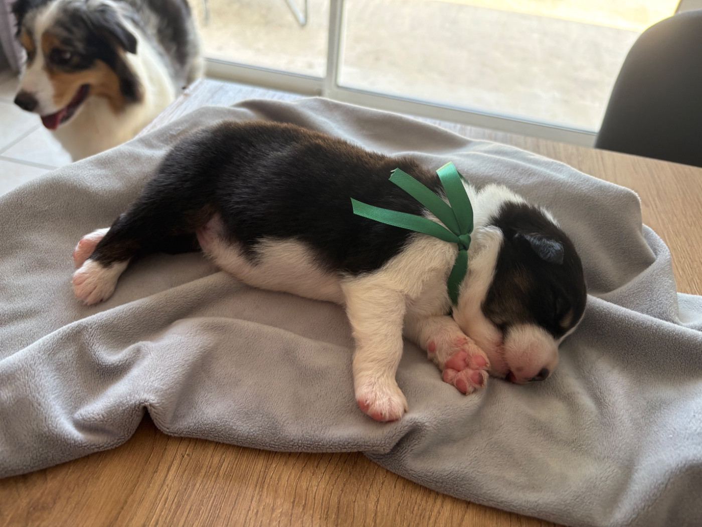 Domaine De Maracuja - Chiots disponibles - Berger Australien