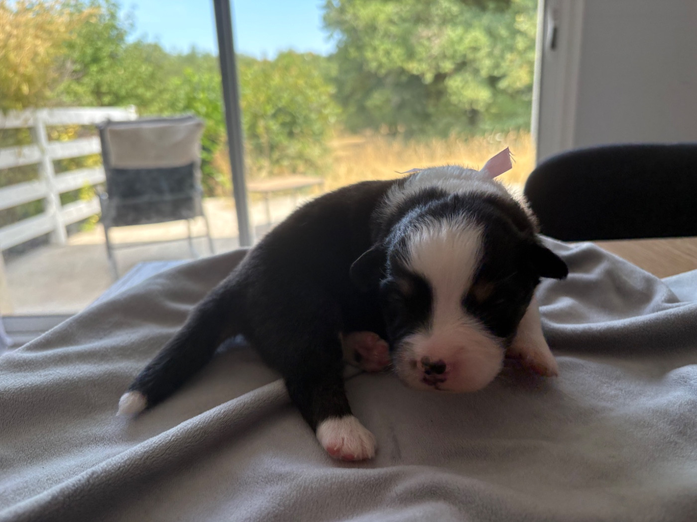 Domaine De Maracuja - Chiots disponibles - Berger Australien