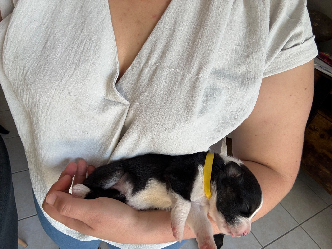 Domaine De Maracuja - Chiots disponibles - Berger Australien