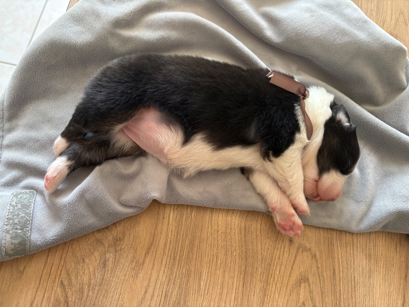 Domaine De Maracuja - Chiots disponibles - Berger Australien