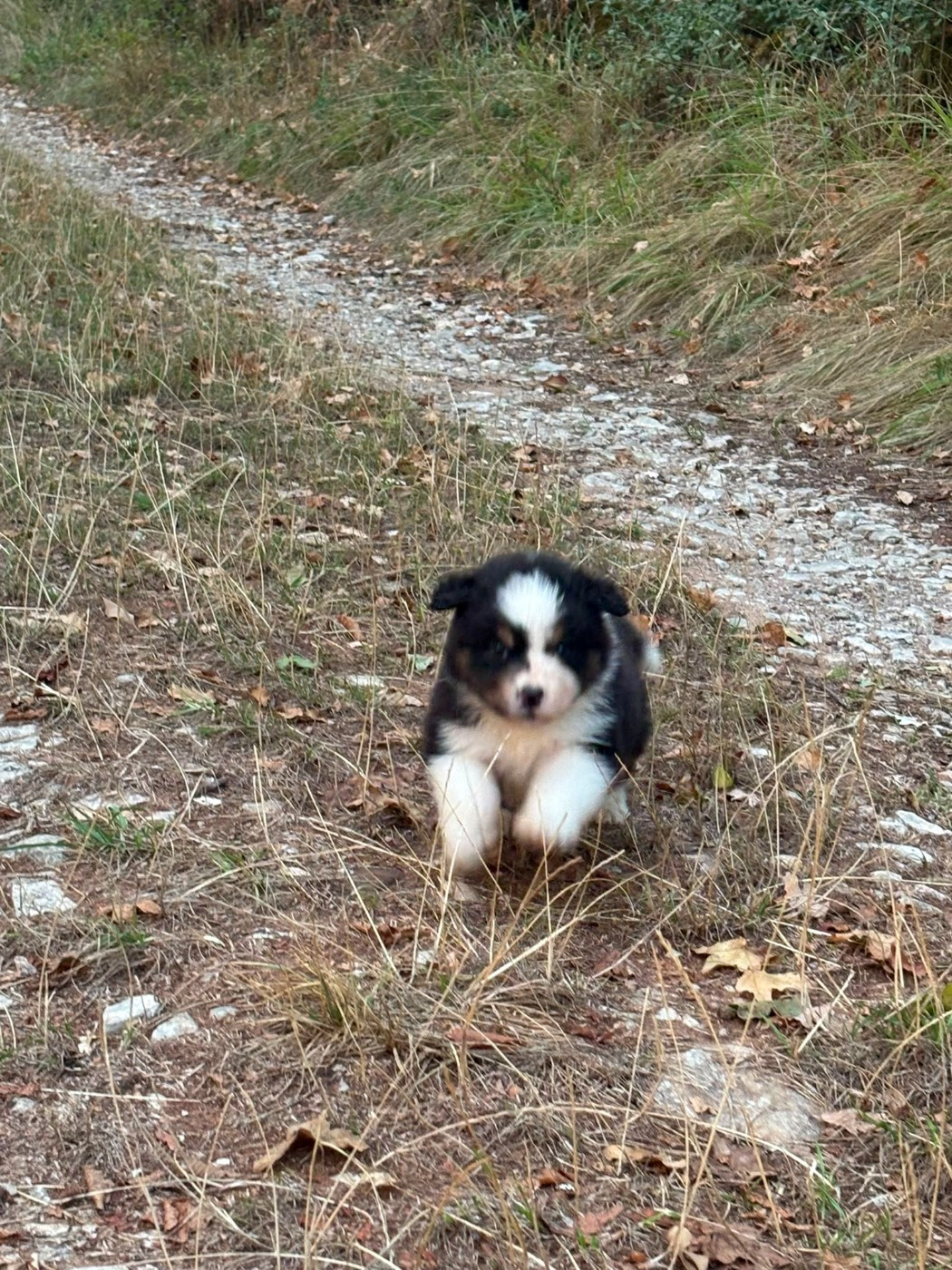 Domaine De Maracuja - Chiots disponibles - Berger Australien