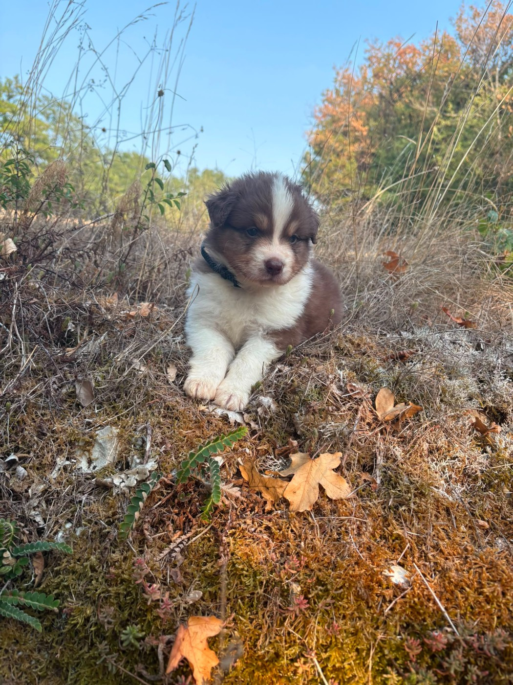 Domaine De Maracuja - Chiots disponibles - Berger Australien