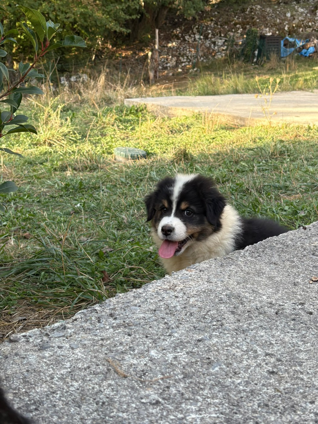 Domaine De Maracuja - Chiots disponibles - Berger Australien