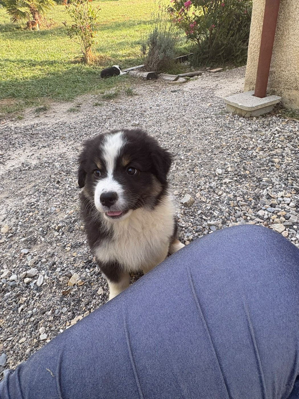Domaine De Maracuja - Chiots disponibles - Berger Australien