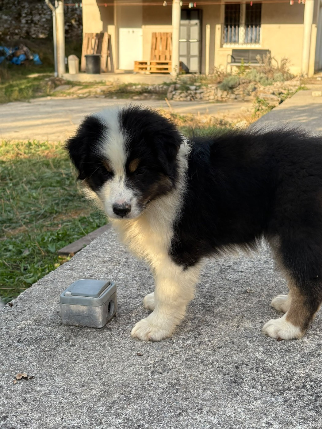 Domaine De Maracuja - Chiots disponibles - Berger Australien