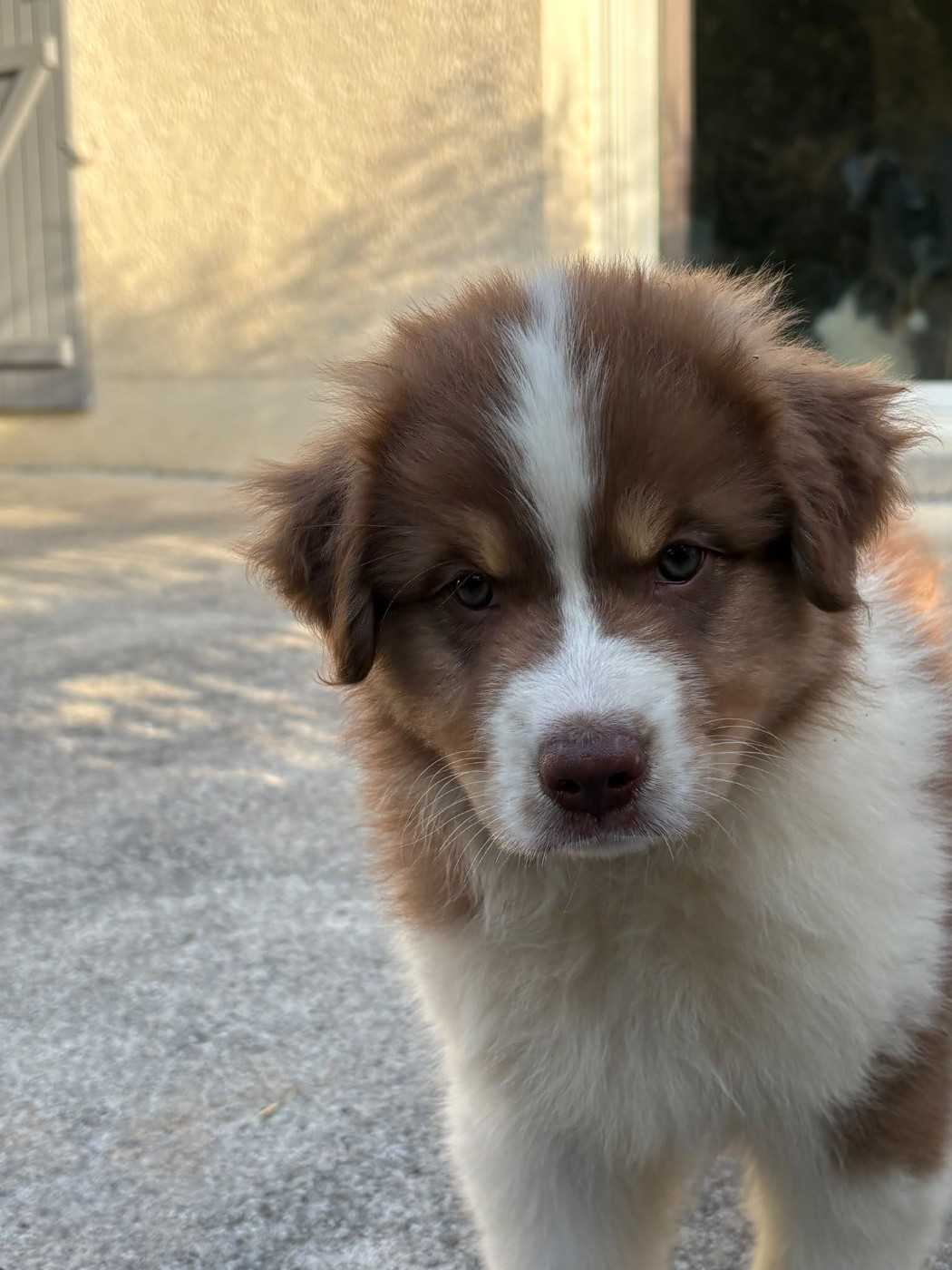 Domaine De Maracuja - Chiots disponibles - Berger Australien