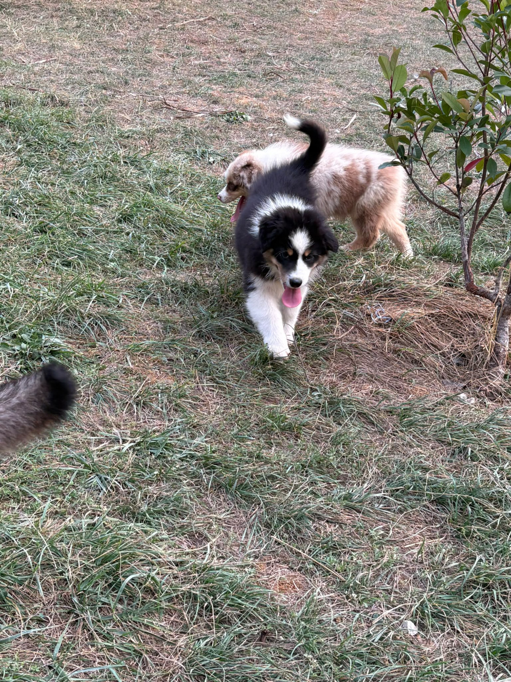 Domaine De Maracuja - Chiots disponibles - Berger Australien